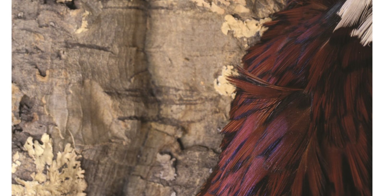 Access  SKB Catalogs 